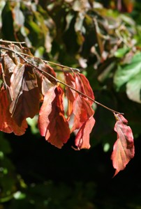 Picture of Cornus Controversa